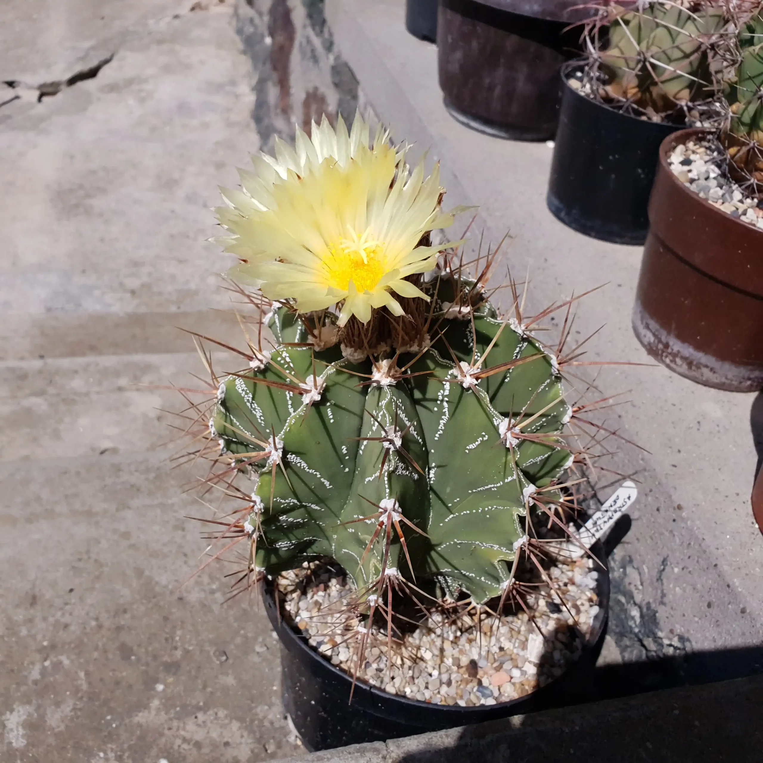 Kaktusz közeli felvétel