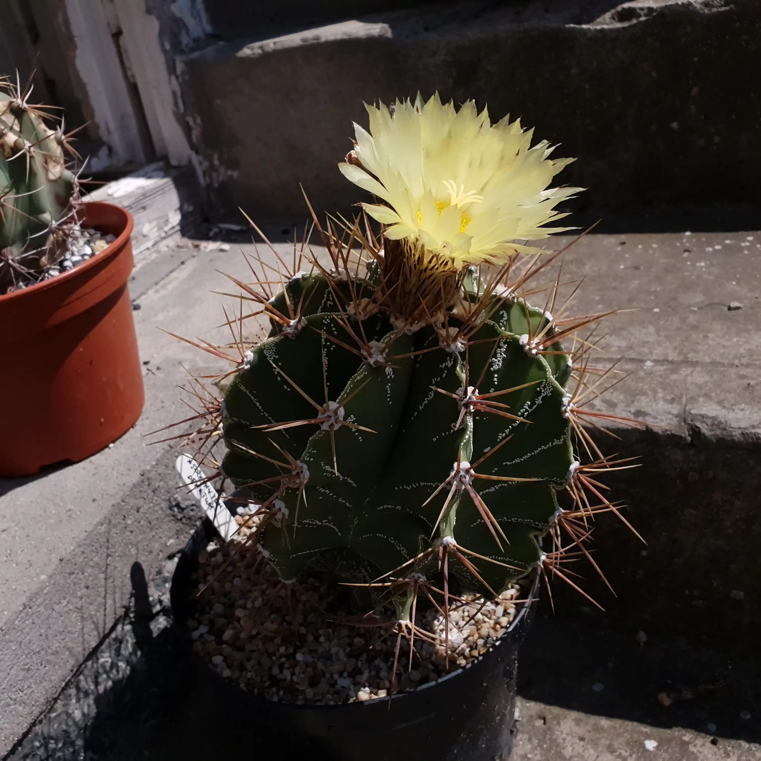 Kaktusz közeli felvétel