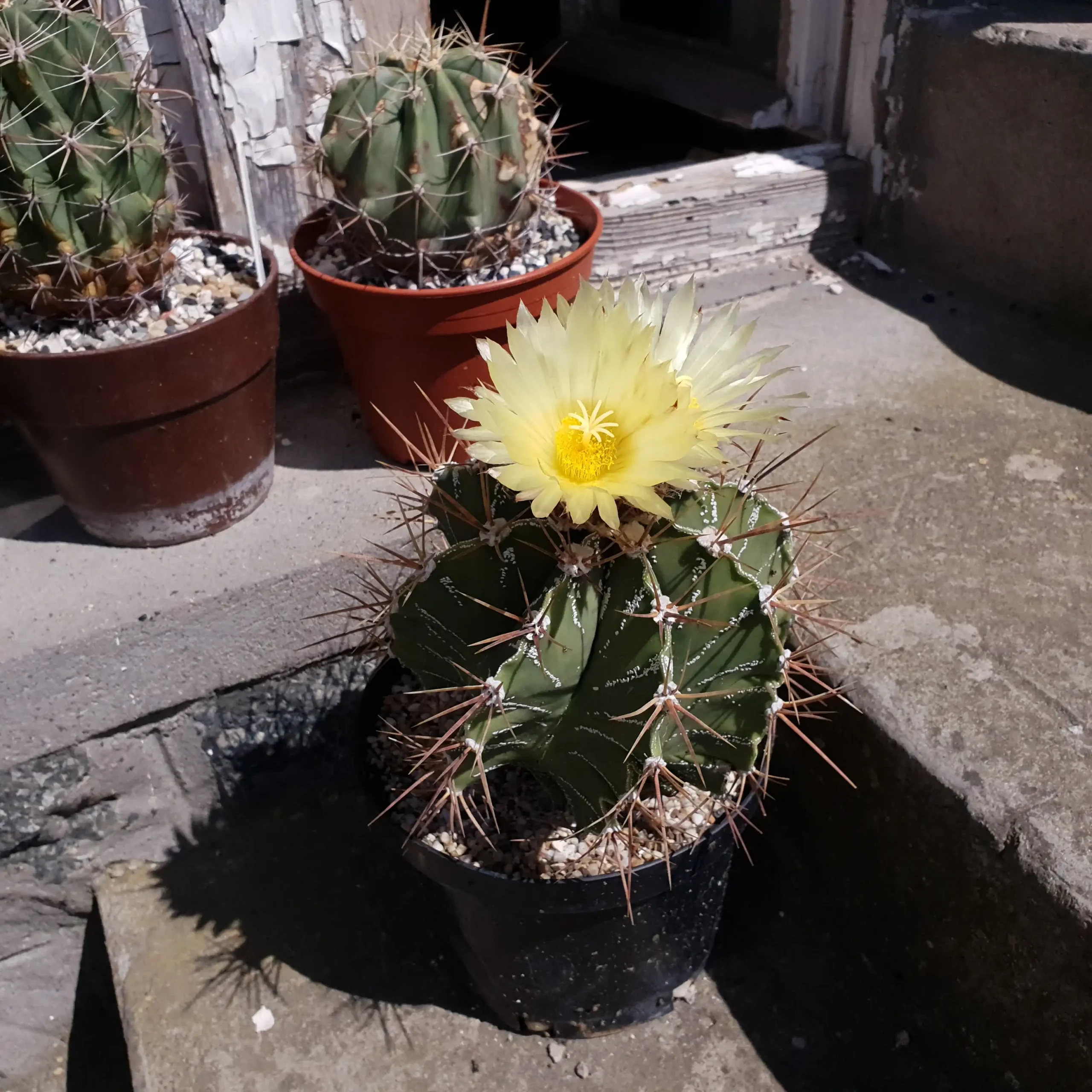 Kaktusz közeli felvétel