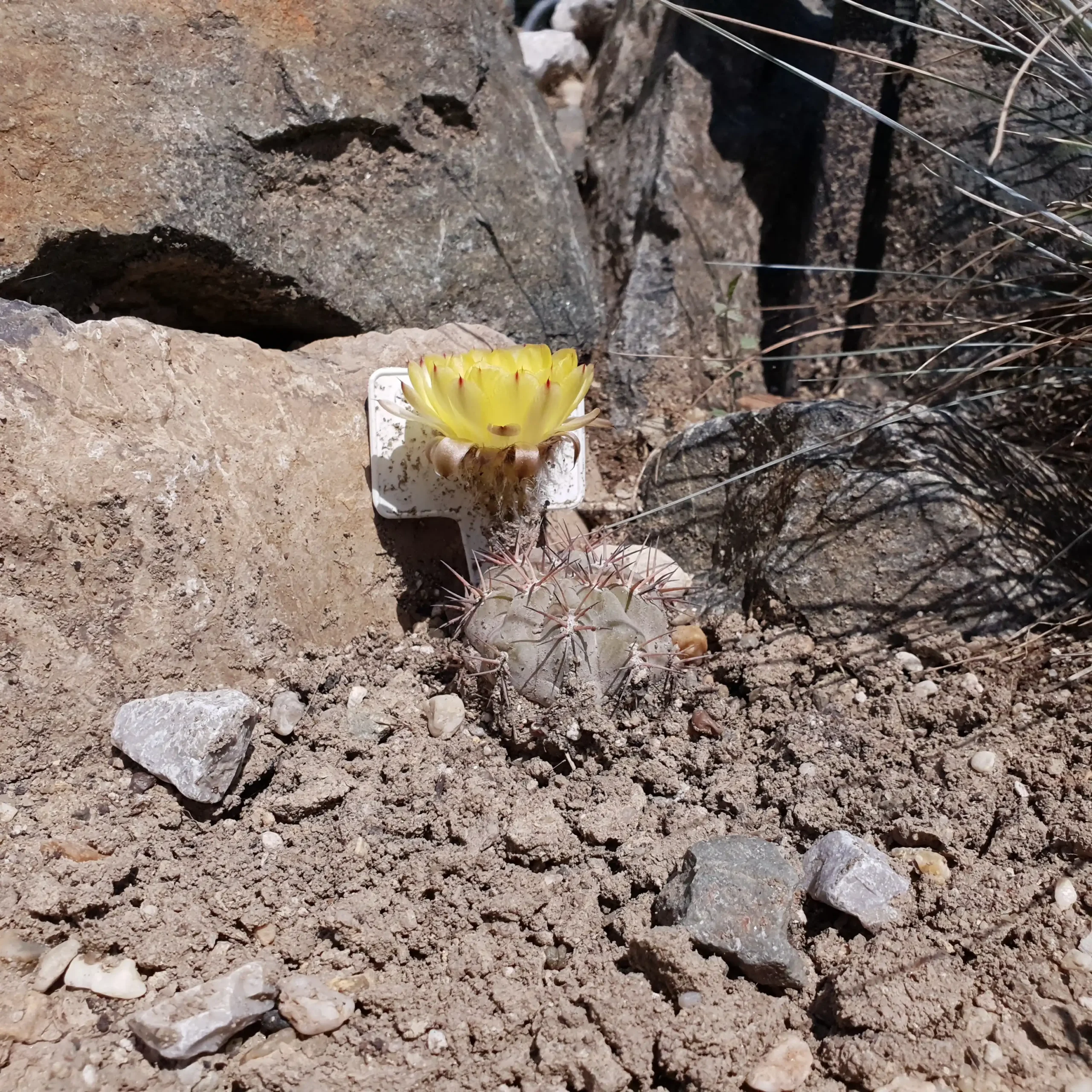 Kaktusz közeli felvétel