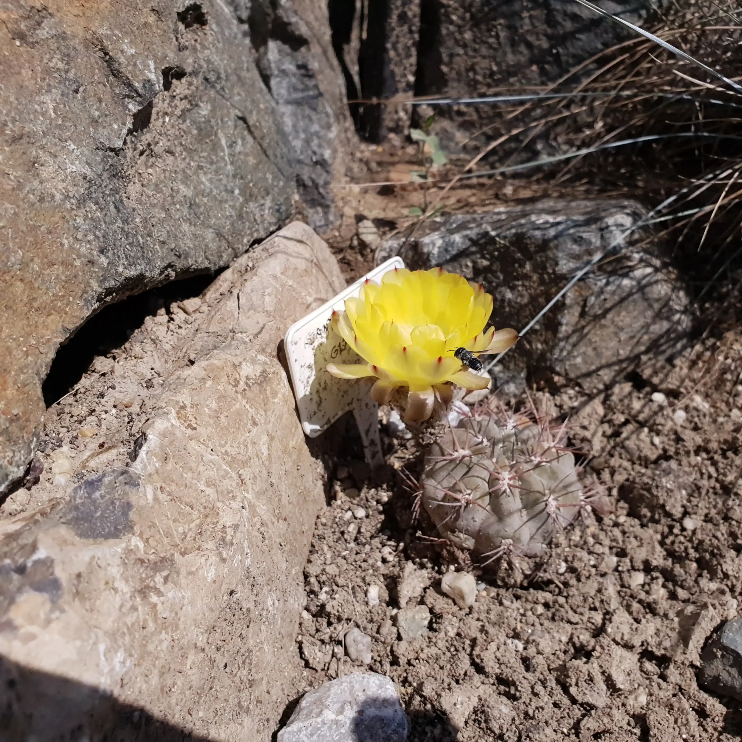 Kaktusz közeli felvétel