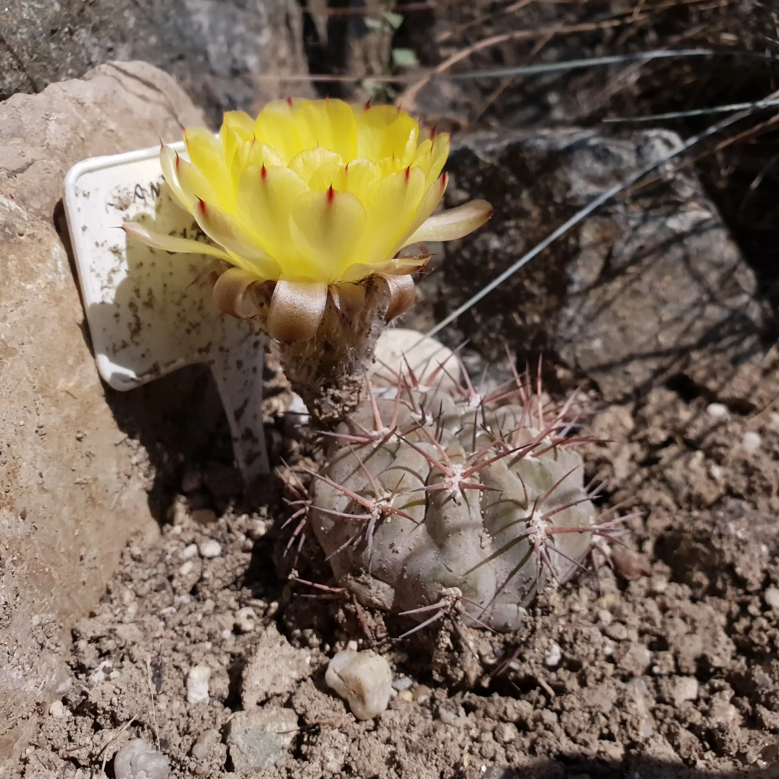 Kaktusz közeli felvétel