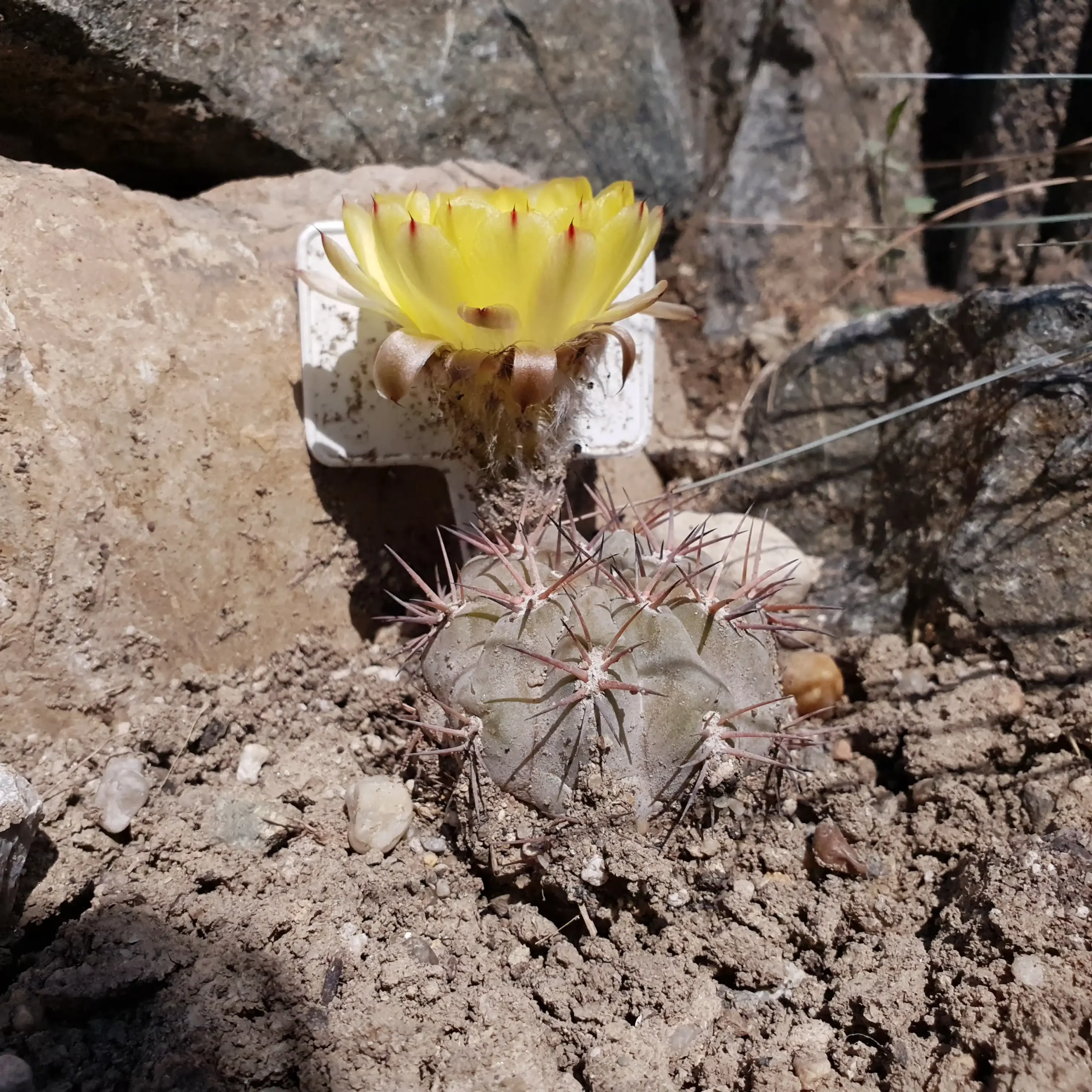 Kaktusz közeli felvétel
