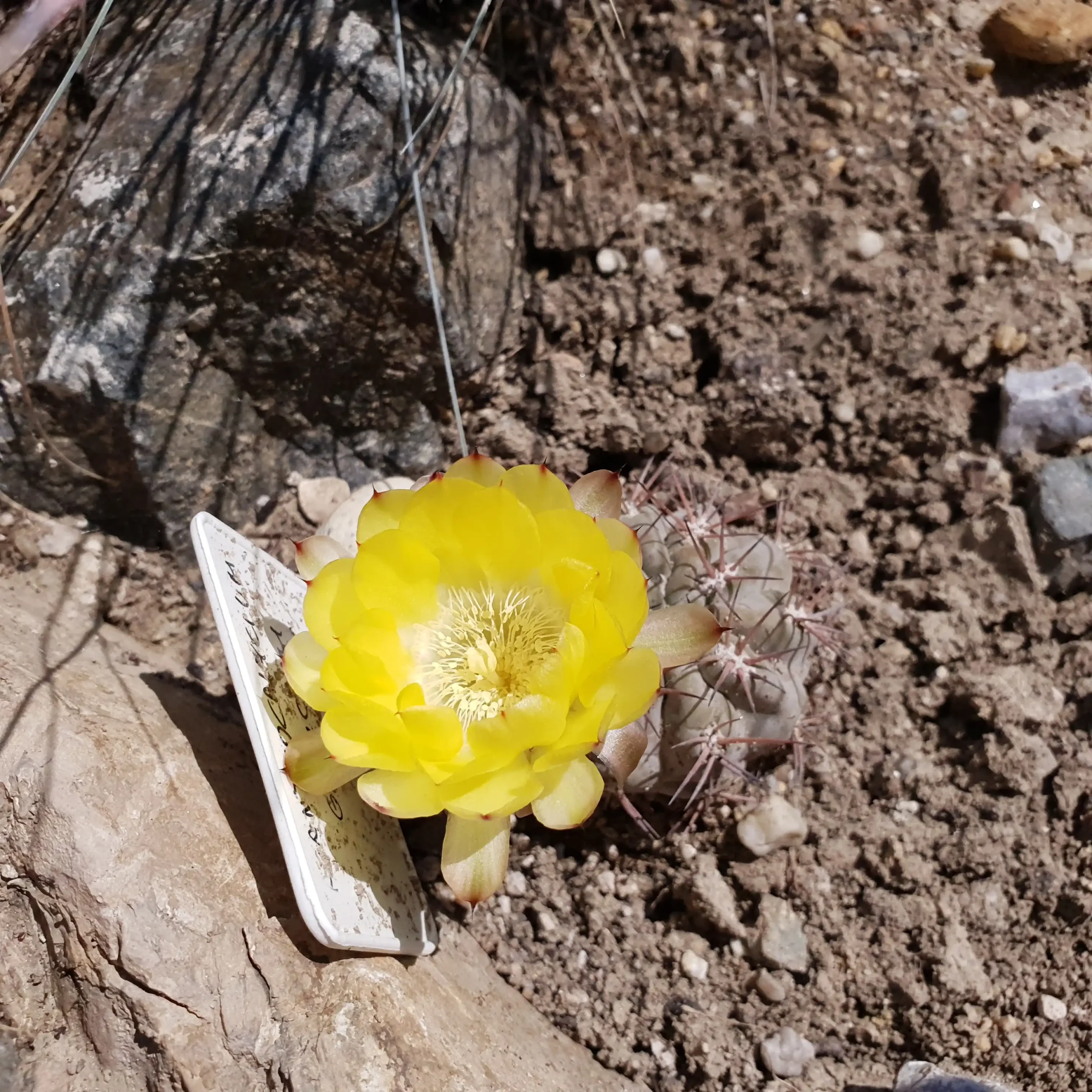 Kaktusz közeli felvétel