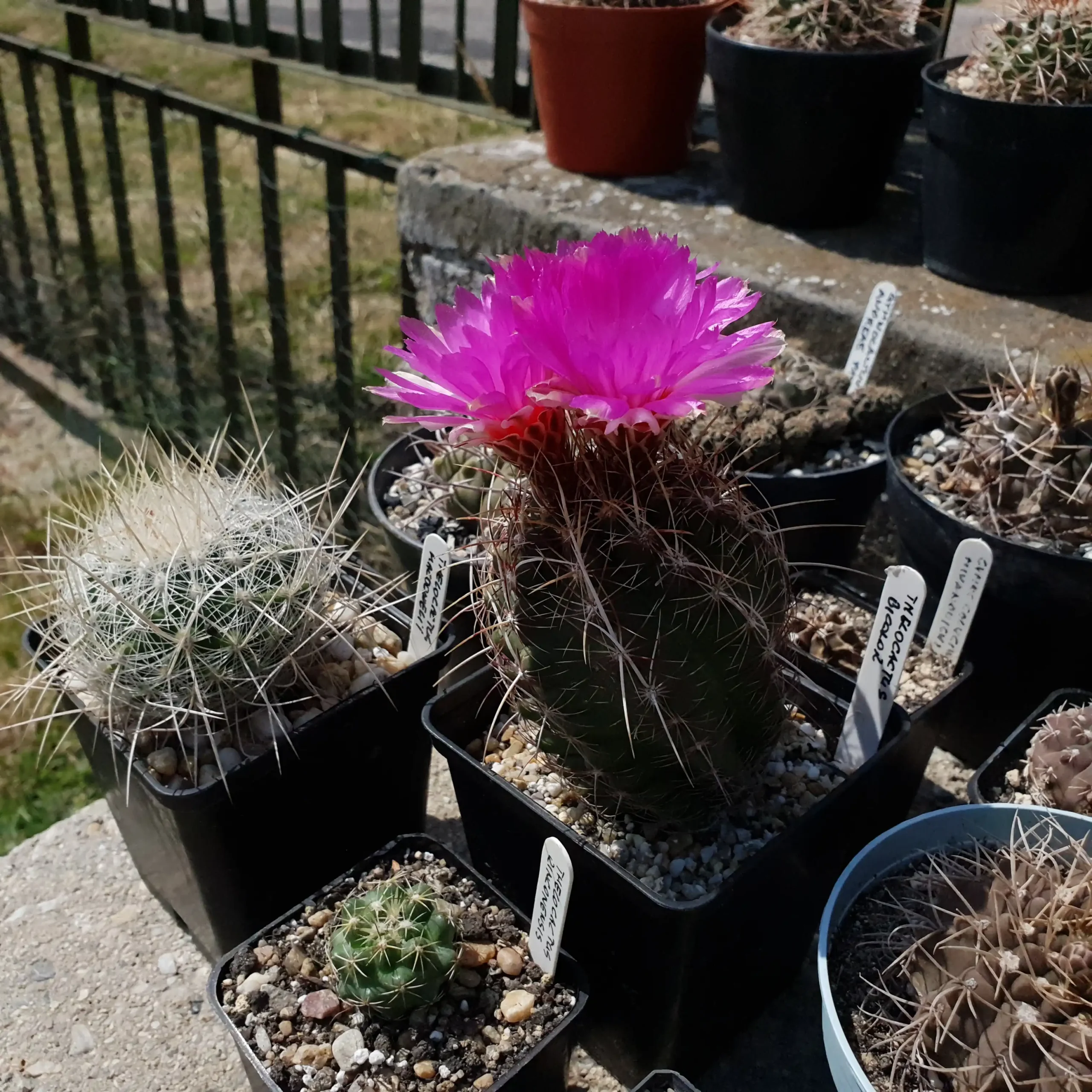 Kaktusz közeli felvétel