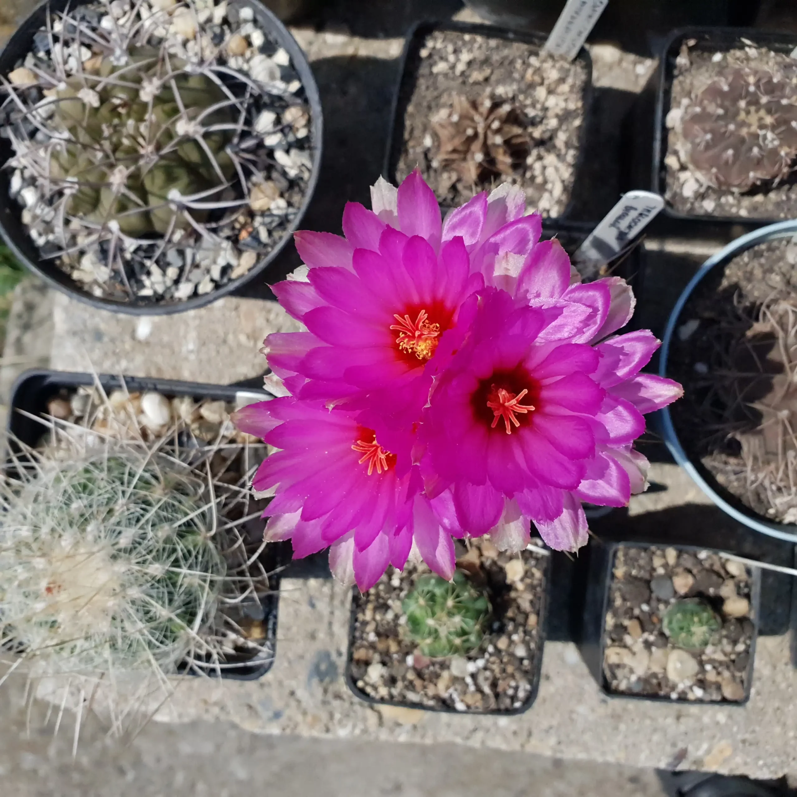 Kaktusz közeli felvétel