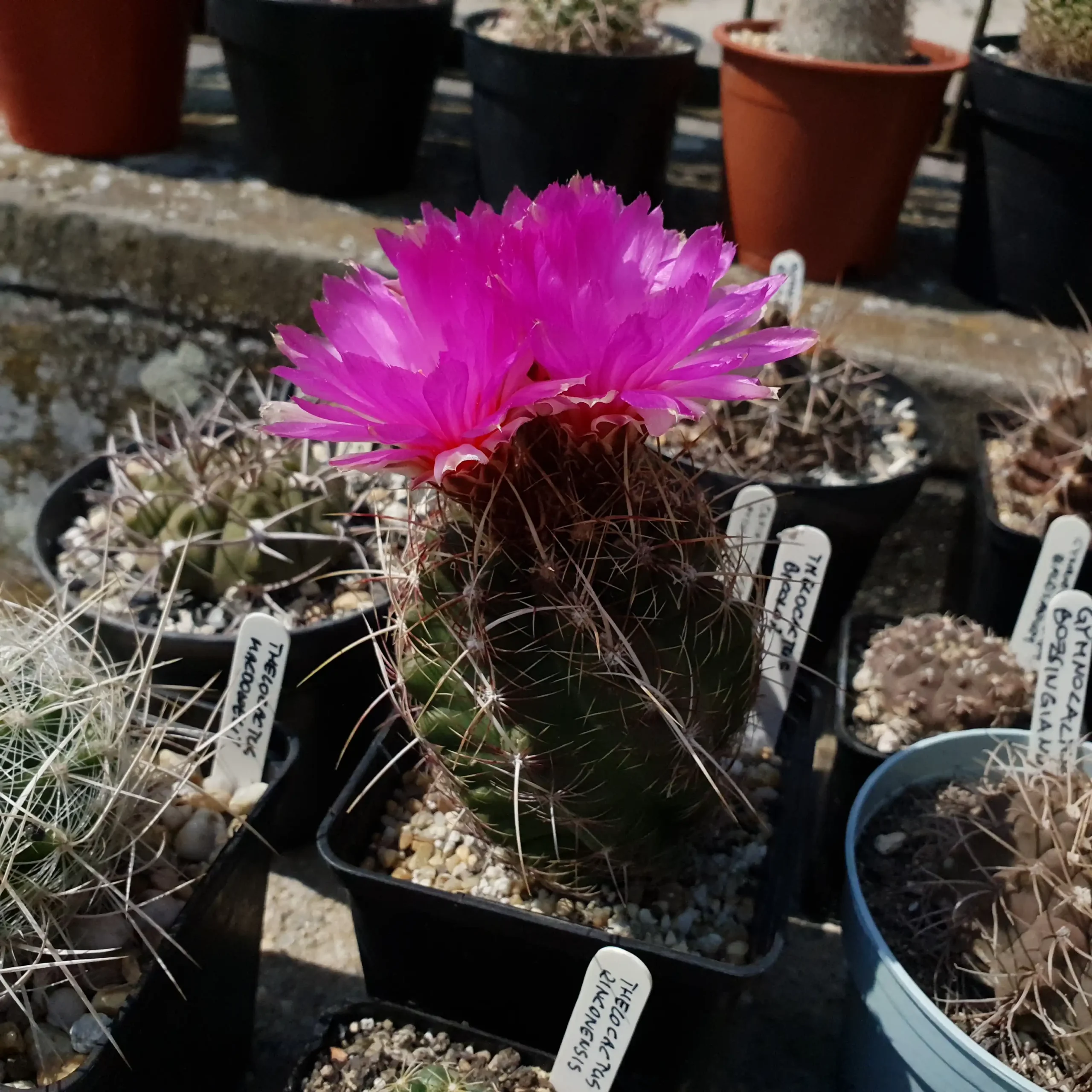 Kaktusz közeli felvétel