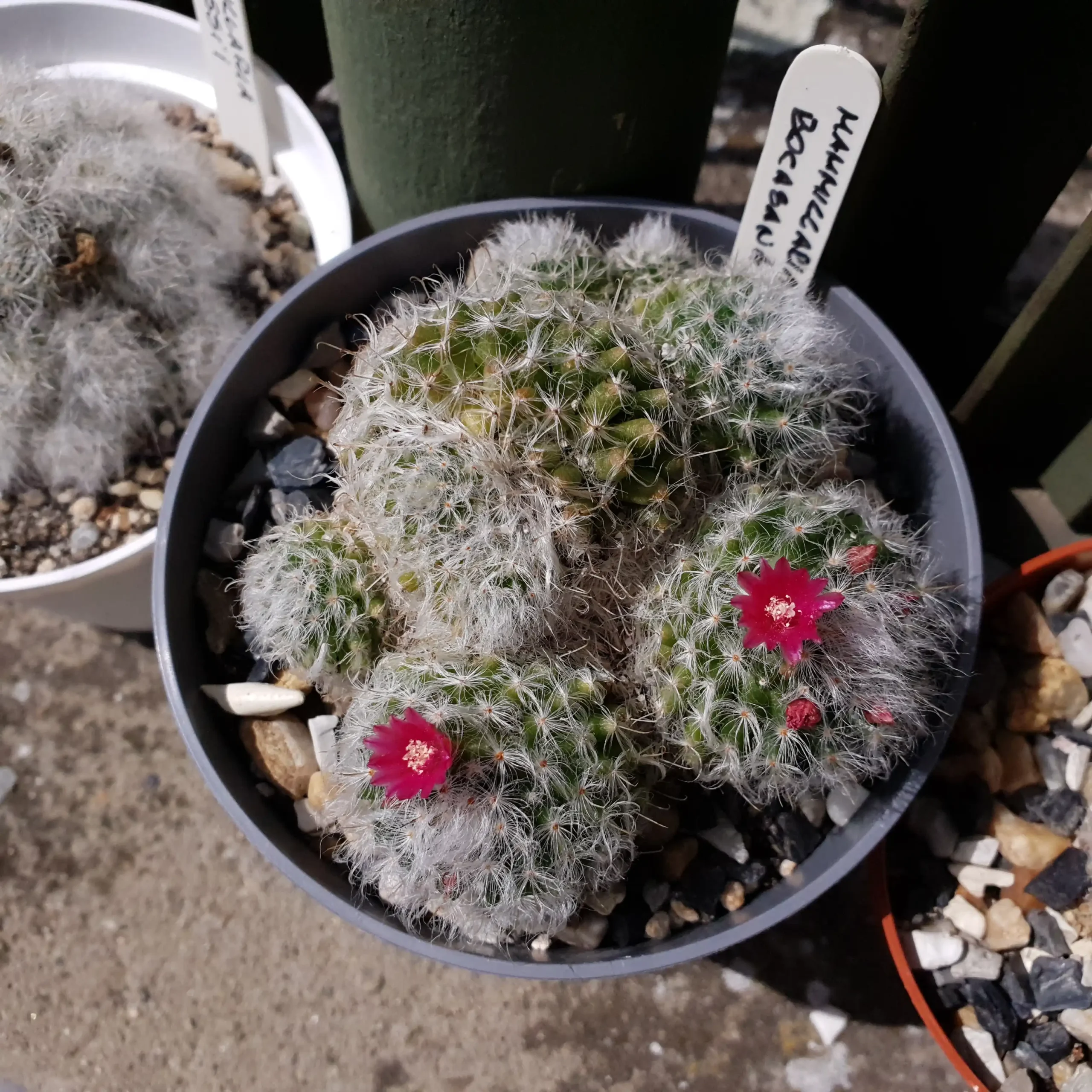 Kaktusz közeli felvétel