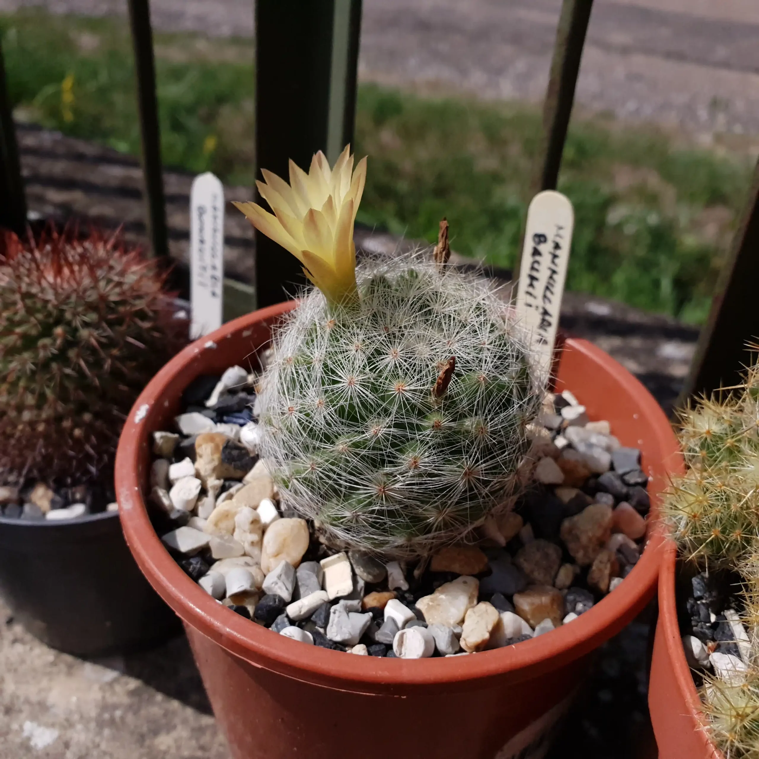 Kaktusz közeli felvétel