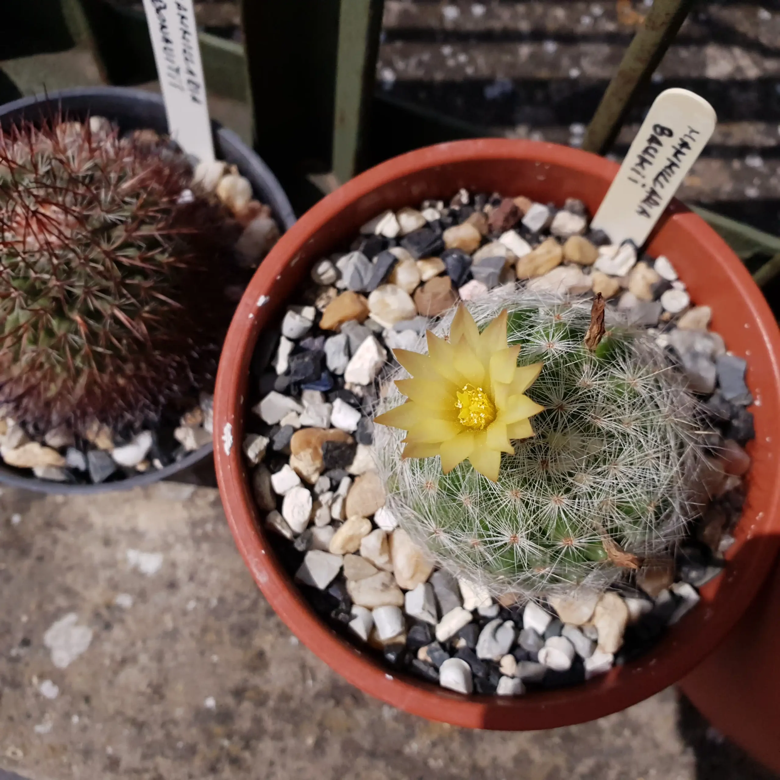 Kaktusz közeli felvétel