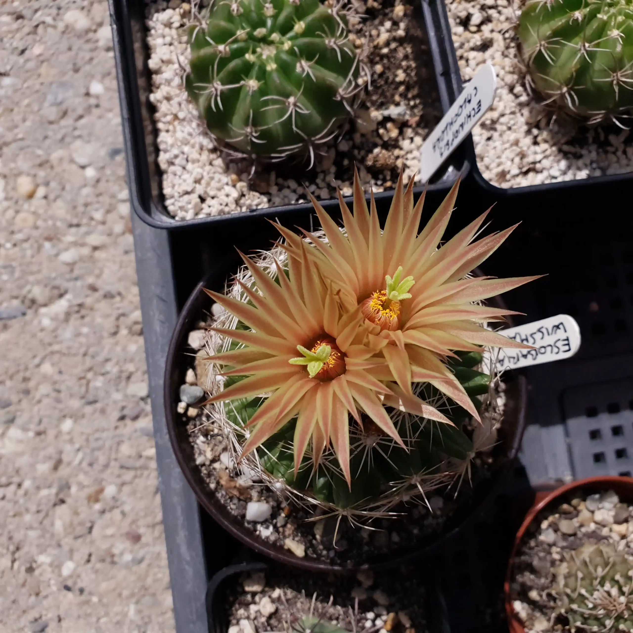 Kaktusz közeli felvétel