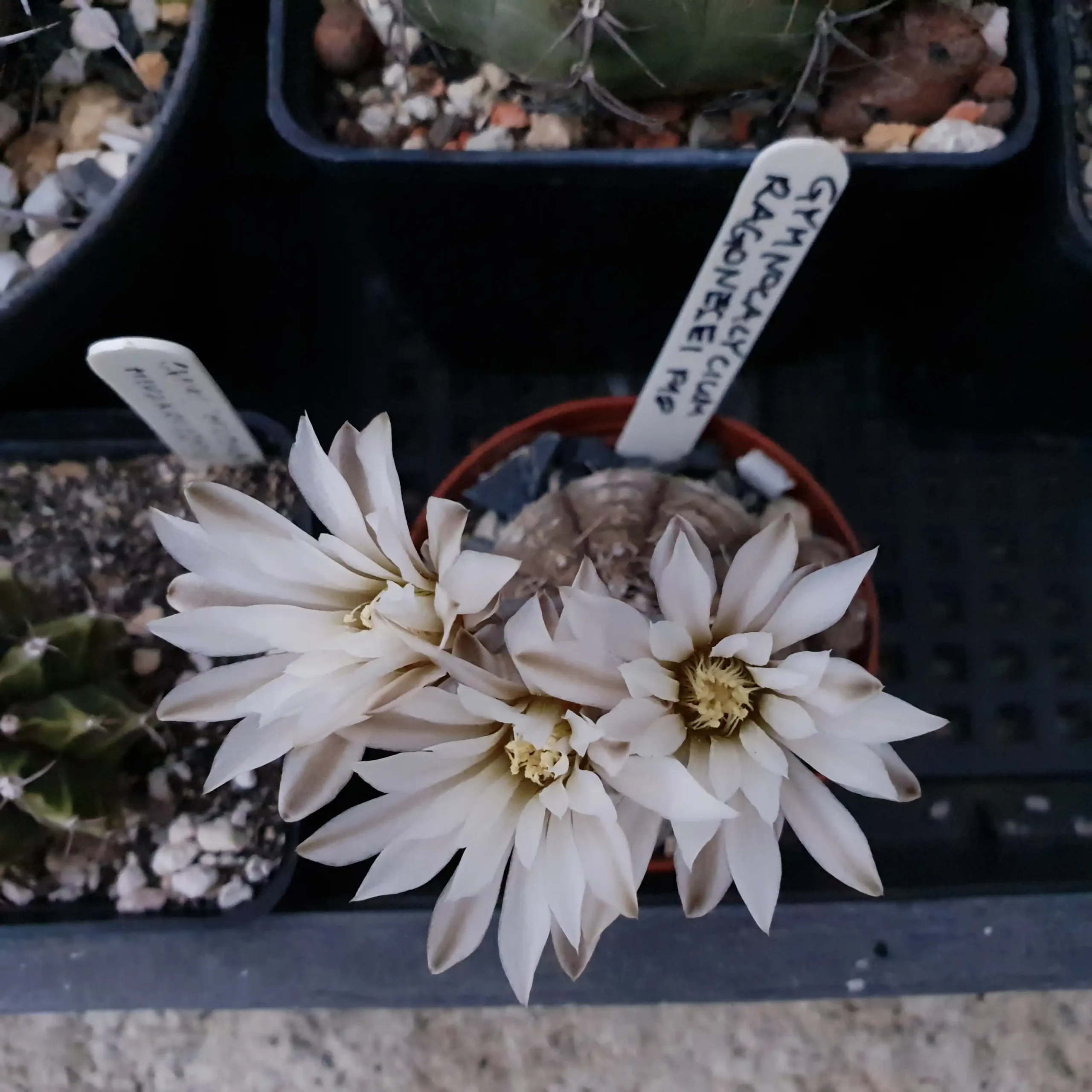 Kaktusz közeli felvétel